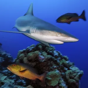 Underwater photo of Grey reef shark (Carcharhinus amblyrhynchos)