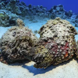Underwater Print: Camouflaged Stonefish, Red Sea Underwater Print: Camouflaged Stonefish, Red Sea