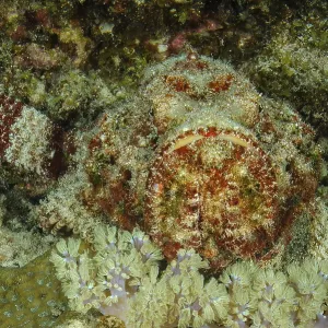 Underwater photo Poisonous stonefish (Synanceia verrucosa) Underwater photo Poisonous stonefish (Synanceia verrucosa)