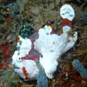 Underwater shot of a colorful underwater animal on a reef