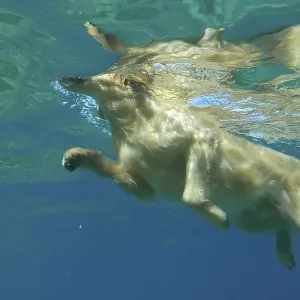 Underwater view golden retriever swim in the sea