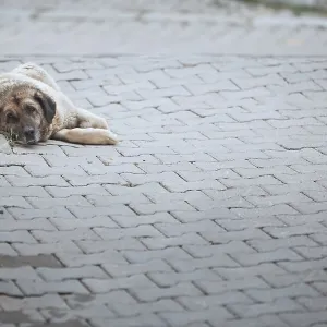 Undomesticated dog laying in Cappadocia Undomesticated dog laying in Cappadocia