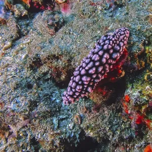 Uniquely patterned nudibranch, a pustule warty snail (Phyllidiella pustulosa) crawls over a colourful reef Uniquely patterned nudibranch, a pustule warty snail (Phyllidiella pustulosa) crawls over a colourful reef