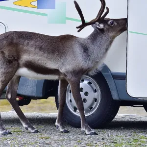 Unreasonable love of animals. Begging reindeer in autumn in Sweden Unreasonable love of animals. Begging reindeer in autumn in Sweden