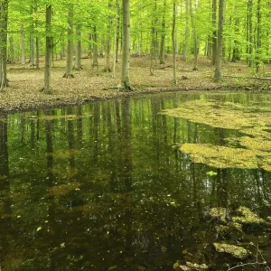 Untouched forest with pond in spring