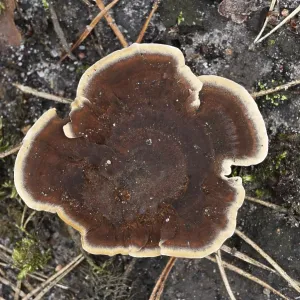 Unusual beautiful brown mushroom with a light border in a pine forest in Belarus