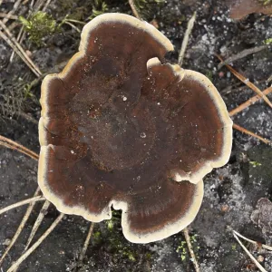 Unusual beautiful brown mushroom with a light border in a pine forest in Belarus