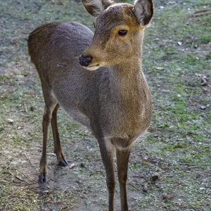 An upright deer looks around curiously