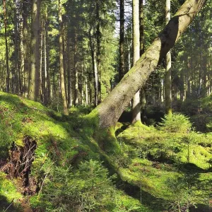 Uprooted spruce (Picea abies) after a storm