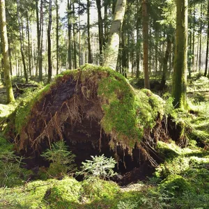 Uprooted spruce (Picea abies) after a storm Uprooted spruce (Picea abies) after a storm