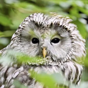 Ural owl (Strix uralensis), captive, Switzerland Ural owl (Strix uralensis), captive, Switzerland