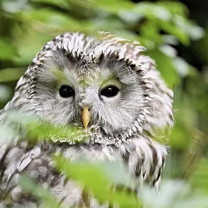 Ural owl (Strix uralensis), captive, Switzerland Ural owl (Strix uralensis), captive, Switzerland