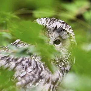 Ural owl (Strix uralensis), captive, Switzerland Ural owl (Strix uralensis), captive, Switzerland