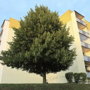 Urban greening, blooming linden tree in front of rental apartments of the Weimar housing cooperative