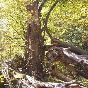 Urwald Sababurg primeval forest