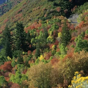USA Utah Wasatch Range - American Fork Canyon - Alpine Loop