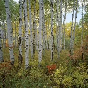 USA Utah Wasatch Range Aspen Grove Sundance Alpine Loop autumn USA Utah Wasatch Range Aspen Grove Sundance Alpine Loop autumn