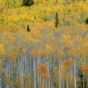 USA Utah Wasatch Range Fishlake Area autumn USA Utah Wasatch Range Fishlake Area autumn