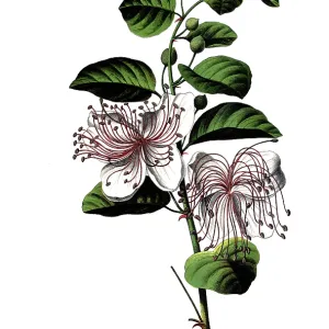 Useful plants, caper bush, Capparis spinosa Useful plants, caper bush, Capparis spinosa