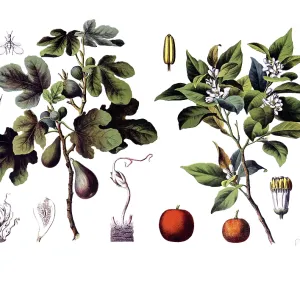 Useful plants, cultivated plants Useful plants, cultivated plants