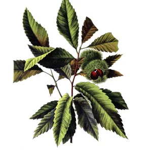 Useful plants, cultivated plants Useful plants, cultivated plants