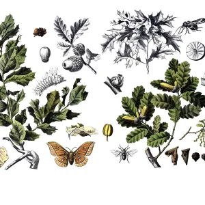 Useful plants, cultivated plants Useful plants, cultivated plants