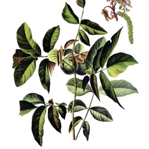 Useful plants, cultivated plants Useful plants, cultivated plants