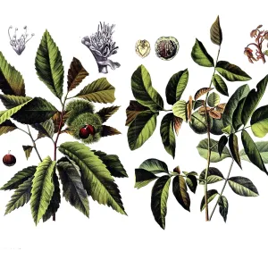 Useful plants, cultivated plants Useful plants, cultivated plants