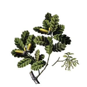 Useful plants, cultivated plants Useful plants, cultivated plants