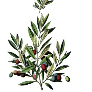 Useful plants, cultivated plants Useful plants, cultivated plants