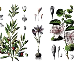 Useful plants, cultivated plants Useful plants, cultivated plants