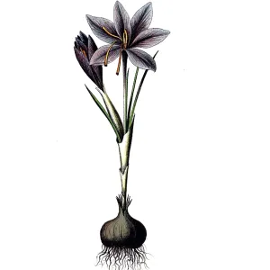Useful plants, cultivated plants Useful plants, cultivated plants