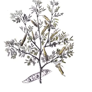 Useful plants, cultivated plants Useful plants, cultivated plants
