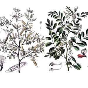 Useful plants, cultivated plants Useful plants, cultivated plants
