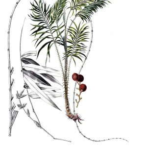 Useful plants, cultivated plants Useful plants, cultivated plants
