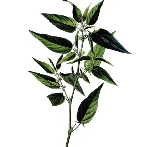 Useful plants, cultivated plants Useful plants, cultivated plants