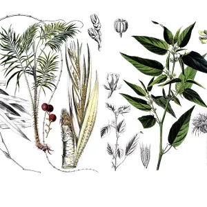 Useful plants, cultivated plants Useful plants, cultivated plants