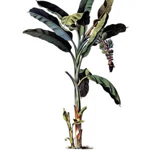 Useful plants, cultivated plants Useful plants, cultivated plants