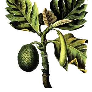 Useful plants, cultivated plants Useful plants, cultivated plants