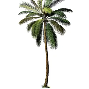 Useful plants, cultivated plants Useful plants, cultivated plants