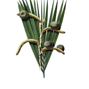 Useful plants, cultivated plants Useful plants, cultivated plants