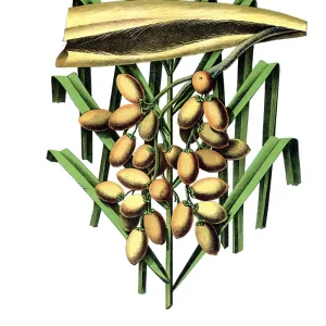 Useful plants, cultivated plants Useful plants, cultivated plants