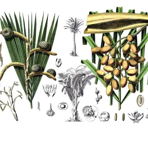 Useful plants, cultivated plants Useful plants, cultivated plants