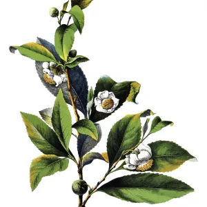 Useful plants, cultivated plants Useful plants, cultivated plants