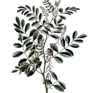 Useful plants, cultivated plants Useful plants, cultivated plants