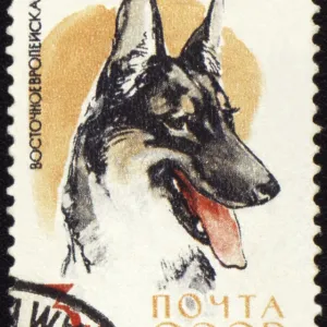 USSR - CIRCA 1965: stamp printed in USSR shows Alsatian dogs