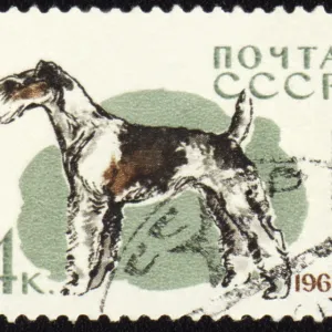 USSR - CIRCA 1965: stamp printed in USSR shows fox terrier