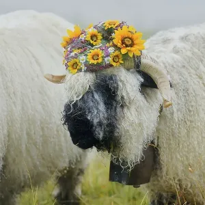 Valais black-nosed ewe (Ovis orientalis aries) Valais black-nosed ewe (Ovis orientalis aries)