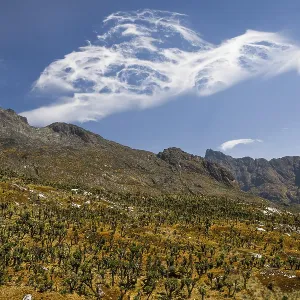 Valley with Afro-alpine vegetation