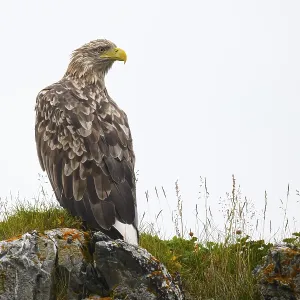 Vardo, Troms, Norway, A white-tailed eagle (Haliaeetus albicilla) perched on a grass-covered rock<br> Vard?